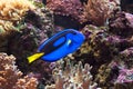 Blue surgeonfish, Paracanthurus hepatus also known as the blue tang. Wild life animal. Royalty Free Stock Photo