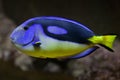 Blue surgeonfish Paracanthurus hepatus Royalty Free Stock Photo