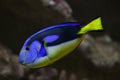 Blue surgeonfish Paracanthurus hepatus Royalty Free Stock Photo