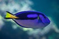 Blue surgeonfish (Paracanthurus hepatus). Royalty Free Stock Photo