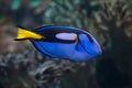 Blue surgeonfish (Paracanthurus hepatus). Royalty Free Stock Photo