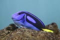 Blue surgeonfish - Paracanthurus hepatus Royalty Free Stock Photo