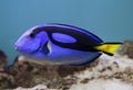 Blue surgeonfish - Paracanthurus hepatus Royalty Free Stock Photo