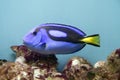 Blue surgeonfish - Paracanthurus hepatus Royalty Free Stock Photo