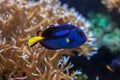 Blue surgeonfish (Paracanthurus hepatus). Royalty Free Stock Photo