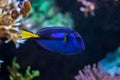 Blue surgeonfish (Paracanthurus hepatus). Royalty Free Stock Photo
