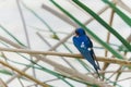 Blue Swallow perched on a marsh grass in the middle of the lake. Sparrow-sized swallows are small songbirds The adult birds have