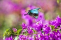 Blue Swallowtail Butterfly