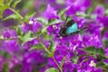 Blue Swallowtail Butterfly