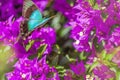 Blue Swallowtail Butterfly