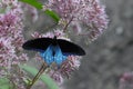 Blue Swallowtail Butterfly on Purple Flowers