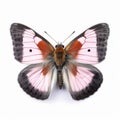 Pink Butterfly Isolated On White Background In Nadav Kander Style