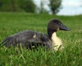 Blue Swede Duck in the Grass