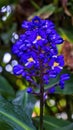 Blue Sweet Alyssum Blooming Macro