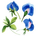 Blue sweet pea floral botanical flowers. Watercolor background set. Isolated sweet pea illustration element.