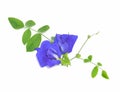 Blue sweet pea flowers isolated on white background