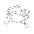 Blue swimmer crab hand drawn sketch illustrations of engraved l Royalty Free Stock Photo