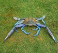 Blue swimmer crab Royalty Free Stock Photo