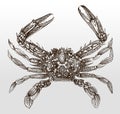 Blue swimmer crab, portunus armatus in top view Royalty Free Stock Photo