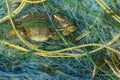 Blue Swimming Crab caught in the fishing nets on the net near co