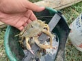 Blue swimming crab or portunus pelagicus Royalty Free Stock Photo