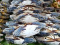 BLUE SWIMMING CRAB is strapped with rubber. Put up for sale at the fresh market Royalty Free Stock Photo