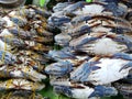 BLUE SWIMMING CRAB is strapped with rubber. Put up for sale at the fresh market Royalty Free Stock Photo