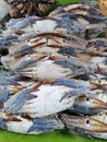 BLUE SWIMMING CRAB is strapped with rubber. Put up for sale at the fresh market Royalty Free Stock Photo