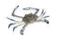 Blue Swimming Crabs, Isolate on white background Royalty Free Stock Photo