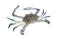 Blue Swimming Crabs, Isolate on white background