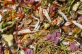 Blue swimming crabs, shells and fruit fragments are left in the dump Royalty Free Stock Photo