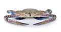 Blue Swimming Crabs on white background Royalty Free Stock Photo