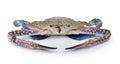 Blue Swimming Crabs on white background