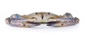 Blue Swimming Crabs on white background