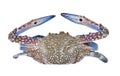 Blue Swimming Crabs on white background Royalty Free Stock Photo