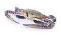 Blue Swimming Crabs on white background Royalty Free Stock Photo