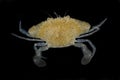 Blue Swimming Crabs,Young crab Portunus pelagicus isolated on black background Royalty Free Stock Photo