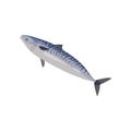 Blue swimming mackerel. Big predatory fish with stripes on back. Fresh seafood. Detailed flat vector icon Royalty Free Stock Photo