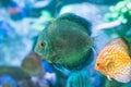 Blue Symphysodon (known as discus or discus fish) swimming in aquarium Royalty Free Stock Photo