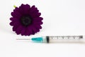 Blue syringe placed with deep red purple daisy flower