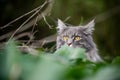 Cat observing in nature Royalty Free Stock Photo