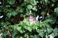 Cat hiding behind leaves in foliage observing Royalty Free Stock Photo