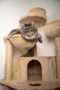 blue tabby maine coon cat resting on scratching post cat tree Royalty Free Stock Photo