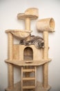 blue tabby maine coon cat resting on scratching post cat tree Royalty Free Stock Photo