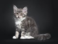 Blue tabby with white Maine Coon kitten on black Royalty Free Stock Photo