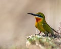 A Blue tail bee eater Royalty Free Stock Photo