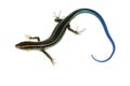 Blue tail skink lizard