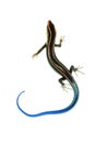 Blue tail skink lizard Royalty Free Stock Photo