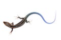 Blue tail skink lizard