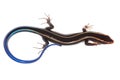 Blue tail skink lizard Royalty Free Stock Photo